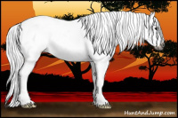 Horse Color:Gray White Spotted Bay Frame Appaloosa 