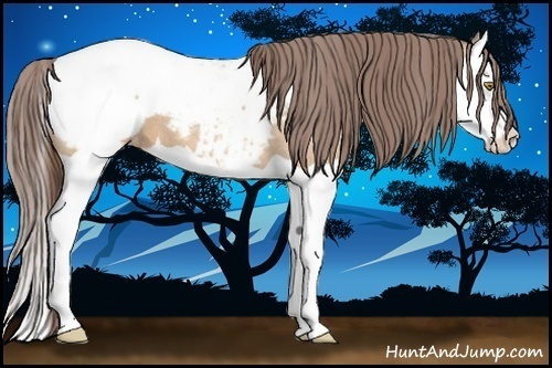 Horse Color:Amber Champagne Splash Appaloosa 