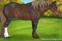 Horse Color:Liver Chestnut 