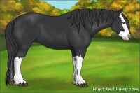 Horse Color:Black Splash