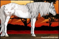Horse Color:Silver Brown Splash Appaloosa Rabicano 