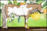 Horse Color:Silver Bay Dun Sabino Tobiano Frame Rabicano 