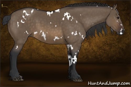 Horse Color:White Spotted Brown Dun