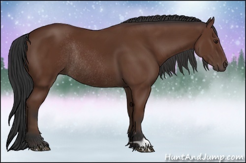 Horse Color:Bay Rabicano 