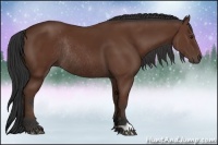 Horse Color:Bay Rabicano 