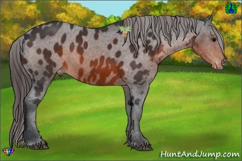 Horse Color:Brown Sabino Appaloosa 