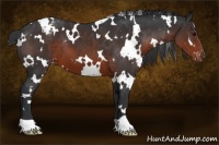 Horse Color:White Spotted Brown Appaloosa 