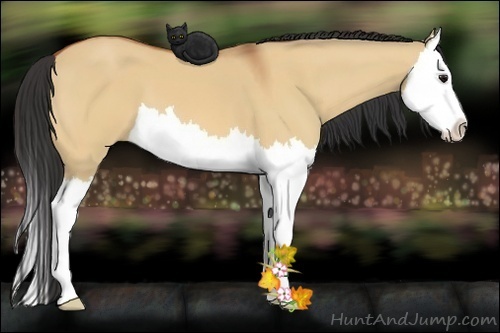 Horse Color:Bay Dun Splash 