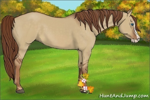 Horse Color:Red Dun Splash 