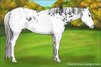 Horse Color:White Spotted Black Splash Appaloosa Rabicano 