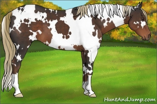 Horse Color:White Spotted Liver Chestnut