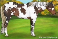 Horse Color:White Spotted Liver Chestnut 