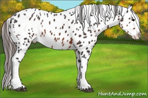 Horse Color:Brown Sabino Splash Blanket Rabicano 