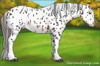 Horse Color:Brown Sabino Splash Appaloosa Rabicano 