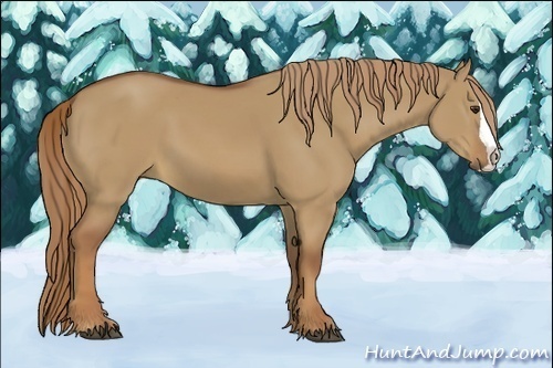 Horse Color:Red Dun Splash