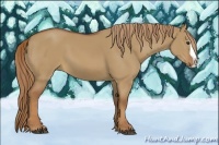 Horse Color:Red Dun Splash 