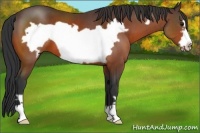 Horse Color:Bay Frame 