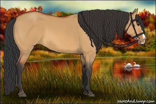 Horse Color:Bay Dun Splash 