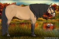 Horse Color:Bay Dun Splash