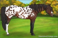 Horse Color:Bay Appaloosa