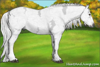 Horse Color:Gray Chestnut Ice