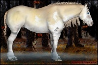 Horse Color:Gold Champagne Roan Onyx Sabino Splash