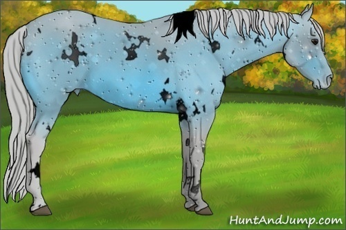 Horse Color:ERROR: UNKNOWN ANOMALY