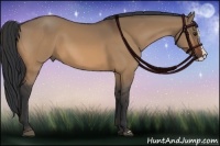 Horse Color:Bay Dun Splash