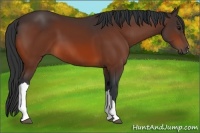 Horse Color:Bay 