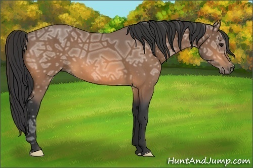 Horse Color:Buckskin Ice 