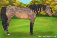 Horse Color:Buckskin Ice