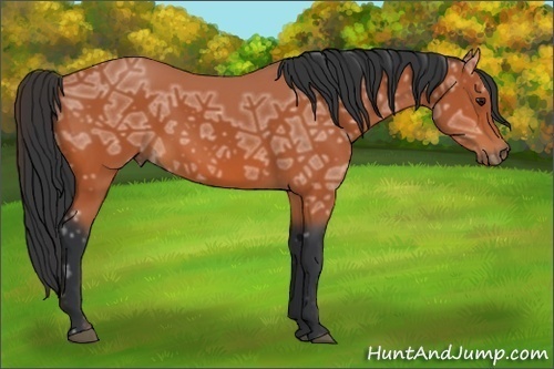 Horse Color:Bay Ice 