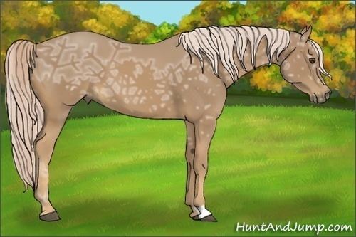 Horse Color:Palomino Ice 