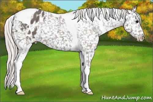 Horse Color:Silver Black Tobiano Appaloosa
