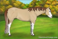 Horse Color:Red Dun Splash 