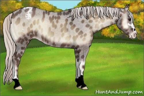 Horse Color:Silver Blue Onyx Sabino Varnish