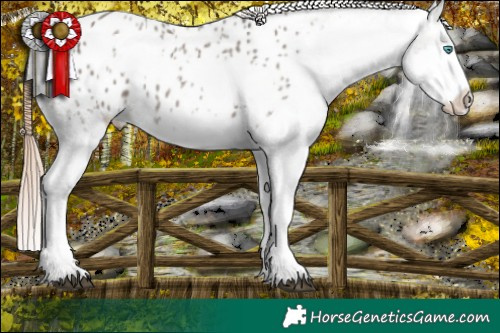 Horse Color:White Spotted Grullo Splash Appaloosa 