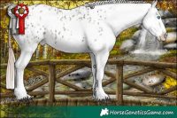 Horse Color:White Spotted Grullo Splash Appaloosa 