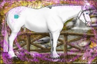 Horse Color:White Spotted Grullo Splash Appaloosa 