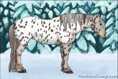 Horse Color:Liver Chestnut Appaloosa 