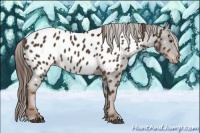 Horse Color:Liver Chestnut Appaloosa 