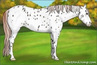 Horse Color:White Spotted Liver Chestnut Appaloosa