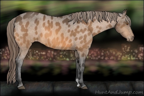 Horse Color:Buckskin Appaloosa 