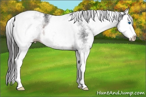 Horse Color:White Spotted Brown Splash Appaloosa 