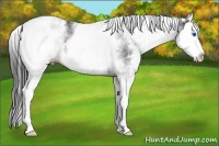Horse Color:White Spotted Brown Splash Appaloosa 