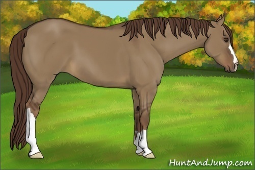 Horse Color:Liver Red Dun 