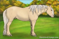 Horse Color:Gold Cream Champagne Rabicano 