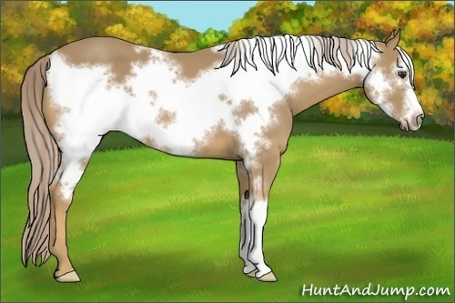 Horse Color:Palomino Frame 