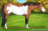 Horse Color:Bay Sabino Frame