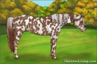Horse Color:Chestnut Appaloosa